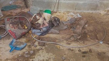 PM Ambiental fez o resgate após denuncia anônima; os animais foram destinados ao canil municipal de Ubatuba e o responsável encaminhado ao Distrito Policial de Ubatuba Cães em situação de desnutrição, com sarna e parasitas são resgatados; “tutor” foi multa - Foto: Divulgação PM Ambiental