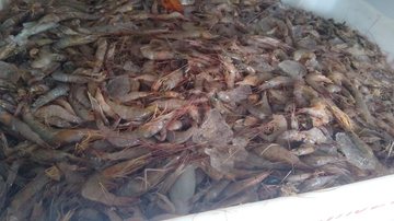 Pescador é multado em R$ 18 mil e PM Marítima doa 400 kg de camarão a instituição de Bertioga (SP) - Polícia Militar Marítima