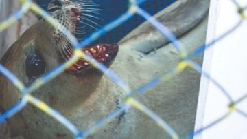 Foca em Ubatuba - Divulgação/Argonauta