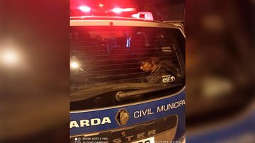 Mulher é presa por atear fogo em contentor de lixo em Santos - Divulgação/Prefeitura de Santos