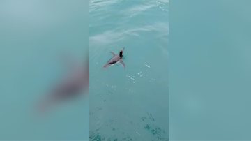 Pinguim nada perto de pescadores em São Sebastião (SP) - Foto: Divulgação