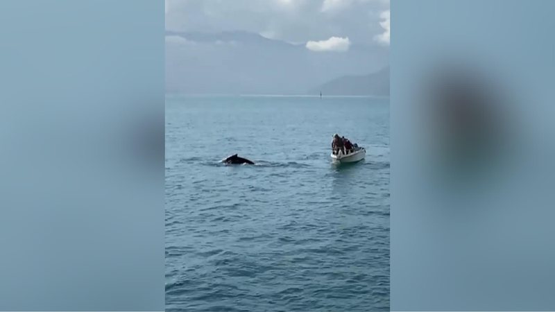 Equipes conseguem salvar baleia presa em cerco de pesca em Ilhabela, SP - Foto: Reprodução Ilhabela Mil Grau