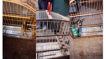 Guarujá (SP) | Homem é multado em R$ 27 mil por manter 17 aves em cativeiro - Imagens: PM Ambiental