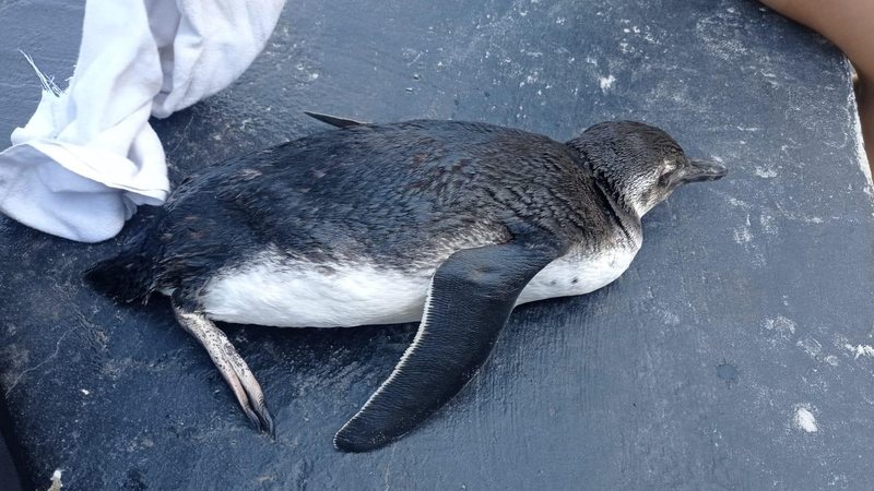 Surfista encontra pinguim na Praia das Pitangueiras, em Guarujá (SP) - Divulgação/Prefeitura de Guarujá