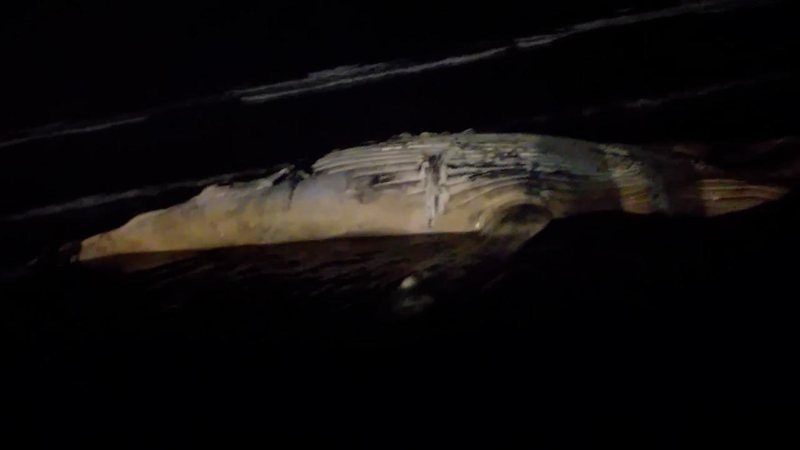 Jubarte encontrada em Santos na noite desta quinta-feira. Instituto Gremar investiga a morte; sexta no litoral de SP em uma semana Seis Jubartes aparecem mortas em uma semana em Santos, Guarujá e Ilhabela; “Isso é anormal”, diz especialista - Imagem: Reprodução / Redes Sociais