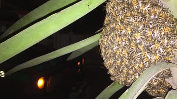 Enxame de abelhas Guarujá recolhe mais de 10 enxames de abelha por mês - Divulgação/Prefeitura de Guarujá