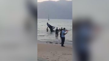 Baleia encalha na praia do Arrastão, em São Sebastião (SP) - Foto: Divulgação