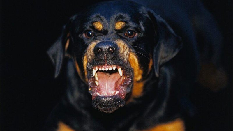 Dois rottweilers escaparam pelo portão e avançaram - Foto: Divulgação