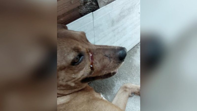 Marley procura um lar - Arquivo Pessoal