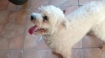 Cachorro Fujão foge novamente em Guarujá - Reprodução/Facebook