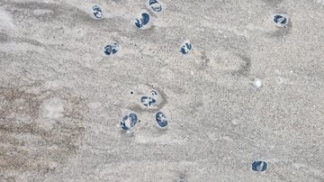 Seres estranhos em Praia Grande - Reprodução/Facebook