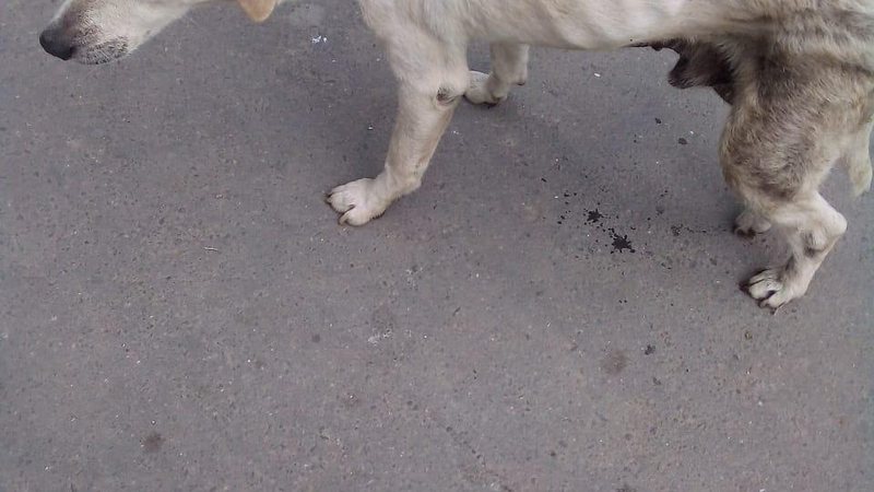 Animal atropelado fica nas ruas sem socorro  Cachorro branco de porte médico com cabeça baixa e com expressão de dor - Reprodução/Facebook