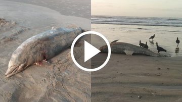 Urubus estavam em cima do cetáceo e, aparentemente, já haviam rolado o animal na areia Golfinho é encontrado morto em praia do litoral de SP Golfinho encontrado morto na praia de bertioga - Arquivo pessoal