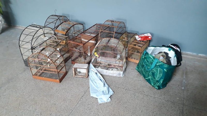 Aves apreendidas 40 aves são apreendidas e responsáveis são multados em R$ 11 mil no litoral de SP - Divulgação/Prefeitura de São Vicente