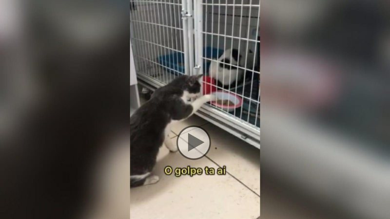 Gato meliante rouba comida de gatinho paciente - Reprodução/ONG Viva Bicho