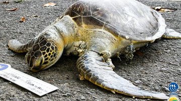 Em Santos (SP), tartaruga-marinha é encontrada morta ‘enroscada’ com linhas de pesca - Foto: Instituto Gremar