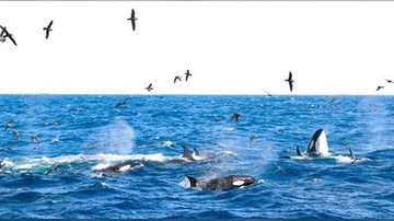 Baleia azul é devorada por mais de 70 orcas em vídeo surpreendente - Foto: Naturaliste Charters / Reprodução