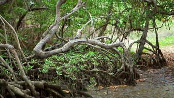 Imagem ilustrativa de um manguezal Homem é visto com sacolas de drogas e foge de policiais pelo mangue Área verde com várias árvores em um mangue - Divulgação