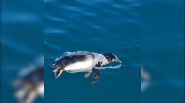 Pinguim é encontrado morto no mar próximo à praia no litoral de SP - Imagem: Reprodução / Rafael Mesquita Ferreira