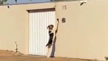 Vídeo viraliza ao flagrar cachorro tocando campainha após ficar preso para fora de casa - Imagem: Reprodução Aconteceu no Vale