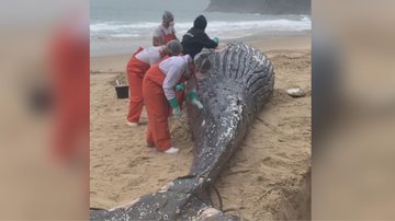 Baleia jubarte encontrada morta na praia de Santiago, na costa sul de São Sebastião, SP - Foto: Divulgação