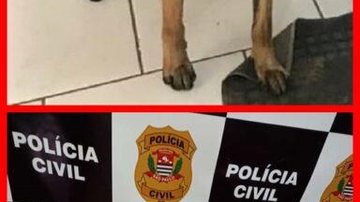 Reprodução - Reprodução