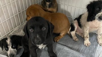 Filhotes são resgatados em situação deplorável na Baixada Santista  Cinco filhotes de cachorro olhando para a câmera com olhos tristes, todos dentro de uma gaiola - Reprodução/ONG Viva Bicho Santos