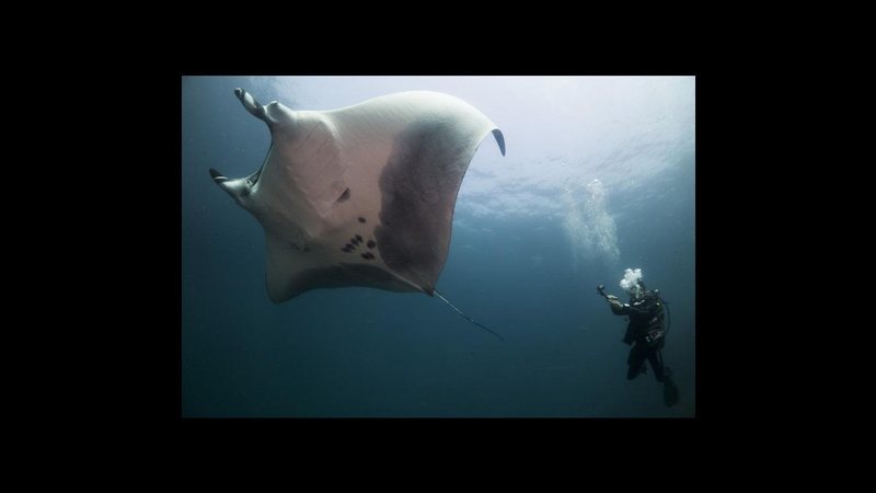 Imagem: Leo Francini / Projeto Mantas do Brasil