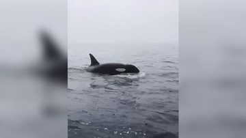 Pescador vive momentos de tensão em alto-mar com aparição de orcas: "Surgiu debaixo da lancha" - Reprodução/Marquinho Zettritz
