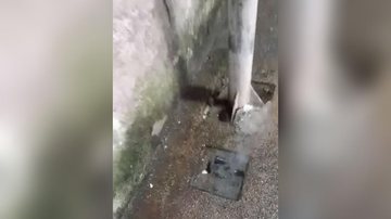 Poste solta fumaça em Santos - Reprodução/Vídeo