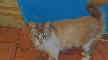 Princesa, de seis anos CAPA - Protetora corre contra o tempo em busca de animal de estimação que pulou de carro em mata na serra do mar: “É como se fosse a perda de um filho” Protetora corre contra o tempo em busca de animal de estimação que pulou de carro - Imagem: Acervo Pessoal / Thais Prado Gonçalves