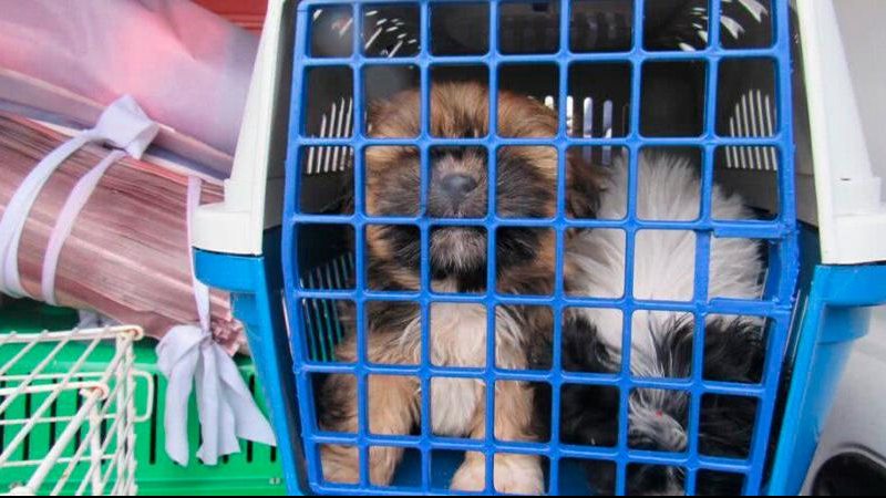 Polícia resgata 30 filhotes em canil clandestino e encontra cinco cães mortos em freezer - Foto: Divulgação Semasa