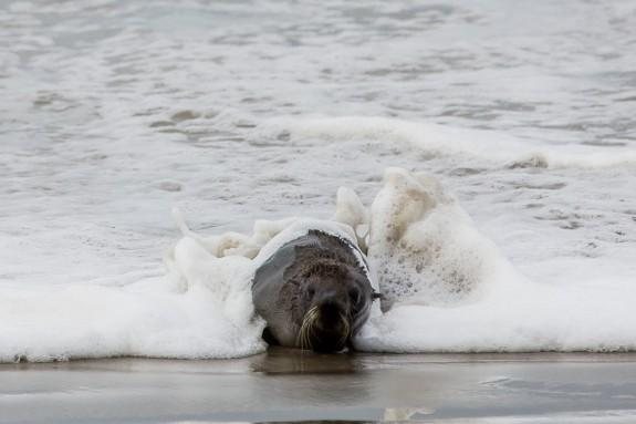 Jovem Lobo-marinho é resgatado fraco e debilitado, em Praia grande - Imagem: Prefeitura de Praia Grande
