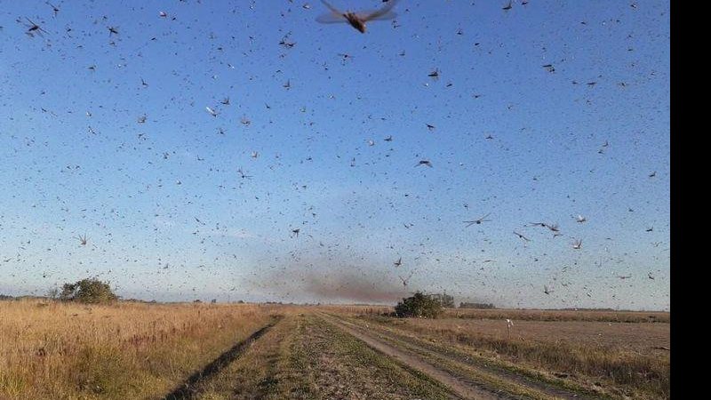 Imagem Argentinos assistem à explosão demográfica de gafanhotos desde 2015