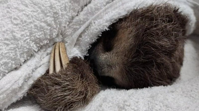 Filhote de bicho-preguiça é encontrado à beira da morte e salvo em Caraguatatuba (SP) - Imagem: Divulgação / Polícia Ambiental