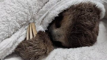 Filhote de bicho-preguiça é encontrado à beira da morte e salvo em Caraguatatuba (SP) - Imagem: Divulgação / Polícia Ambiental