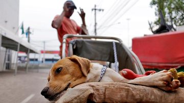 Imagem ilustrativa Praia Grande cria abrigo provisório para moradores de rua e seus cachorros - Foto: Marco Miatelo