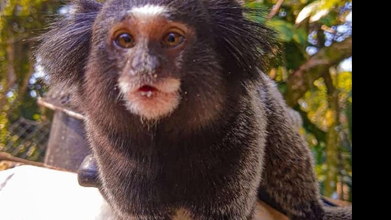Macaco sagui em Ubatuba, SP - Foto: Marcelo Gil