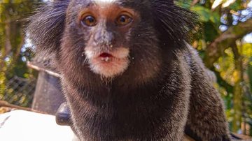 Macaco sagui em Ubatuba, SP - Foto: Marcelo Gil