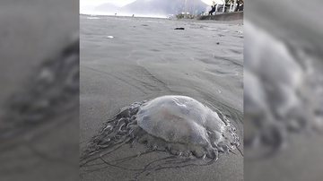 Água-viva gigante é flagrada na praia de Peruíbe e impressiona moradores - Foto: Reprodução Soul Peruíbe