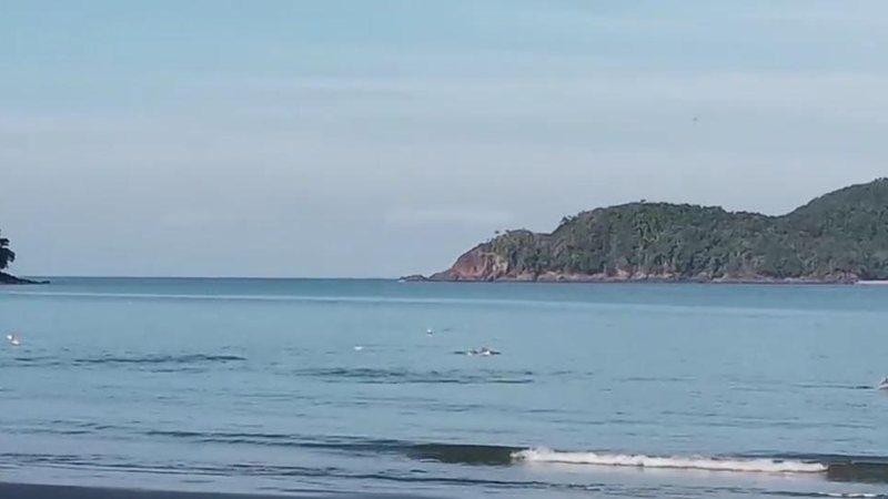 Moradora flagra 'passeio' de golfinhos na praia da Almada, em Ubatuba - Paula Braga