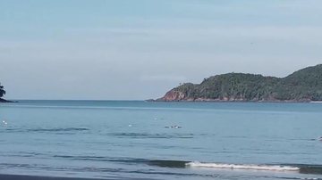 Moradora flagra 'passeio' de golfinhos na praia da Almada, em Ubatuba - Paula Braga