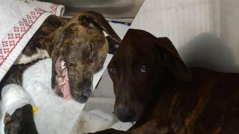 Cachorro atropelado precisa de ajuda em São Vicente - Arquivo Pessoal