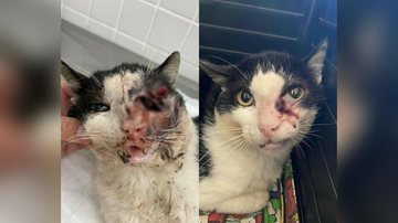 Gato recupera vista de maneira milagrosa - ONG Viva Bicho Santos