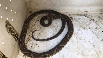 Jararaca pica homem que tentou resgata-la em estrada de Caraguatatuba - Foto: Divulgação Polícia Ambiental