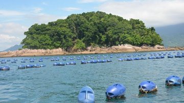 Praia da Cocanha se transformou na maior fazenda de marisco do Estado de São Paulo - Foto: Prefeitura de Caraguatatuba