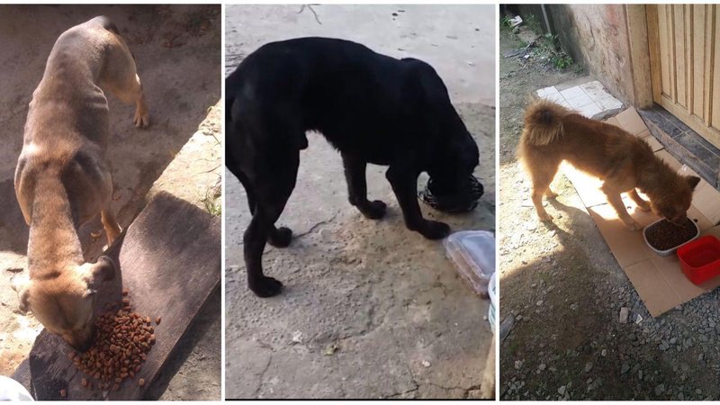 Bertioga (SP) | Voluntária arrecada óleo usado para custear cuidados com cães e gatos - Foto: Celiane Santana