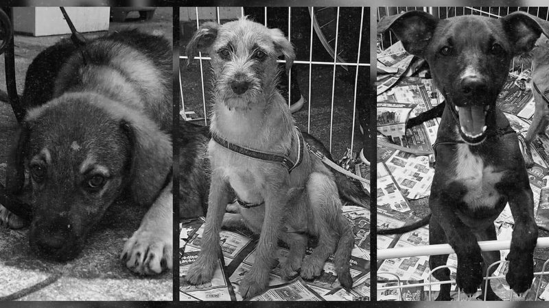 Animal rogam por um lar independente de suas aparências - ONG Viva Bicho Santos/ Edição: Portal Costa Norte