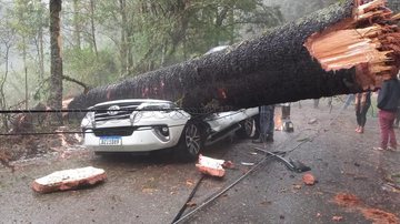 Árvore se partiu com a força da chuva e atingiu veículo Árvore cai em cima de carro em Campos de Jordão e mata idoso - Reprodução