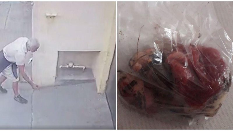 Idoso é flagrado jogando comida envenenada para cães da vizinhança Idoso é flagrado jogando comida envenenada para cães da vizinhança. VÍDEO - Imagens: Reprodução Instagram/Del.brunolima